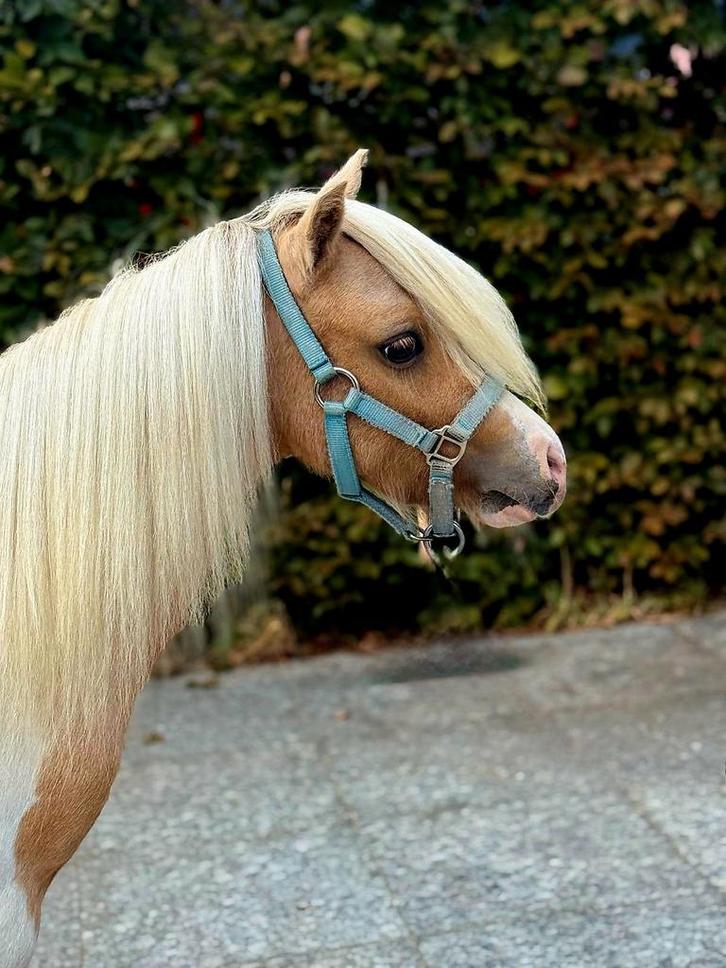 Nmprs hengst te koop en een AMHA/NMPRS merrie te koop, Dieren en Toebehoren, Pony's, Hengst, Niet van toepassing, A pony (tot 1.17m)