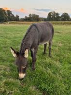 ezel, Mei, Mannelijk