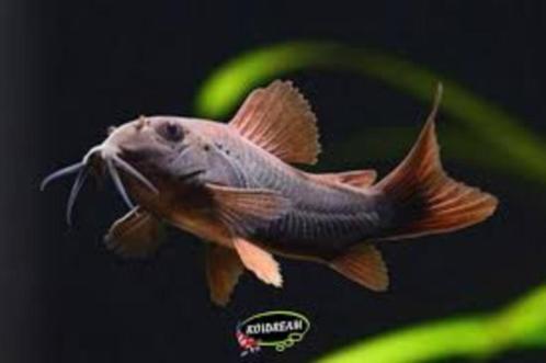 Corydora Venezuela Black - Koidream Valburg, Dieren en Toebehoren, Vissen | Aquariumvissen, Zoetwatervis, Vis