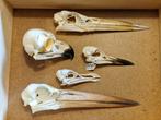 Diverse schedels vogels, oa een ooievaar, uil, etc, Ophalen of Verzenden