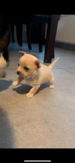 Mooie chihuahua pup,s, 8 tot 15 weken, Meerdere, Meerdere dieren, Chihuahua