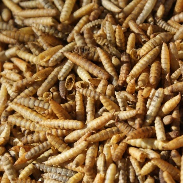 Larve zwarte Soldaatvlieg - 5 Liter - Natuurlijk koivoer, Tuin en Terras, Vijver-toebehoren, Nieuw, Overige typen, Verzenden
