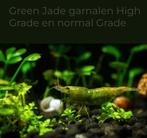 Gezocht, Dieren en Toebehoren, Kreeft, Krab of Garnaal