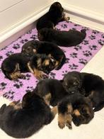 Stamboom duitse herder  pups, CDV (hondenziekte), 8 tot 15 weken, Meerdere, Meerdere dieren