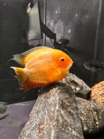 Vissen / Cichliden, Vis