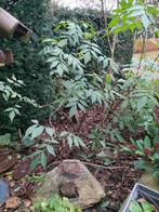 mooie vlierbes struik, Vaste plant, Halfschaduw, Lente, Ophalen