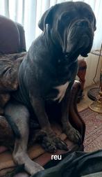Amerikaanse bulldogs x cane corso, Dieren en Toebehoren, Rabiës (hondsdolheid), 8 tot 15 weken, Meerdere, Meerdere dieren