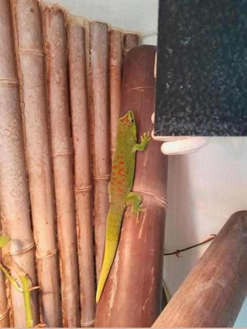 Gekko (Madagaskardaggekko) met terrarium en toebehoren, Dieren en Toebehoren, Reptielen en Amfibieën | Toebehoren, Zo goed als nieuw