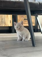 Britse korthaar kitten te koop lilac/fawn, Dieren en Toebehoren, Katten en Kittens | Raskatten | Korthaar, Meerdere dieren, Ontwormd