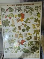 Onze loofbomen poster Naaldbomen en heesters, Antiek en Kunst, Ophalen