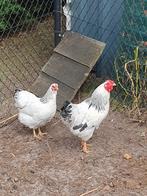 Wyandotte columbia, Dieren en Toebehoren, Pluimvee, Meerdere dieren, Kip