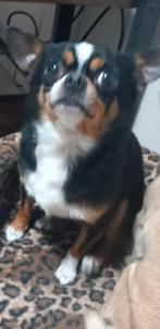 Chihuahua 3 jaar, Dieren en Toebehoren, Honden | Chihuahua's en Gezelschapshonden, Rabiës (hondsdolheid), Reu, Eén hond, Chihuahua
