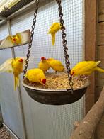 Zuivere Gele kakariki, Dieren en Toebehoren, Vogels | Kanaries, Meerdere dieren