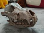 Schedel Wolf. (Nep), Ophalen, Zo goed als nieuw, Schedel