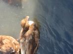 Kwakers  Donkerbruin  met wit, Dieren en Toebehoren, Pluimvee