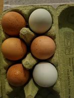 Broedeieren, Dieren en Toebehoren, Pluimvee, Geslacht onbekend, Kip