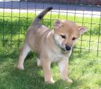 shiba inu pups, Dieren en Toebehoren, Nederland, 8 tot 15 weken, Meerdere, Meerdere dieren