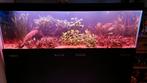 Groot aquarium 720L incl. verlichting, filter, CO2 en toebeh, Dieren en Toebehoren, Vissen | Aquaria en Toebehoren, Ophalen, Zo goed als nieuw