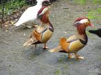 Rode mandarijneenden, Dieren en Toebehoren, Pluimvee, Meerdere dieren, Eend