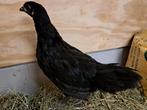 Australorp kuikens, Dieren en Toebehoren, Pluimvee, Meerdere dieren, Kip