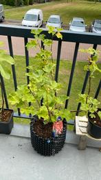 Ribes rubrum, Ophalen, Volle zon