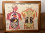 Schoolplaat anatomie menselijk lichaam, Antiek en Kunst, Antiek | Schoolplaten, Natuur en Biologie, Ophalen