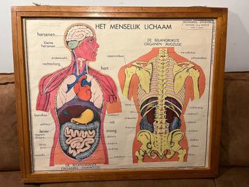 Schoolplaat anatomie menselijk lichaam