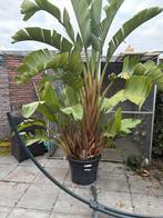Paradijsvogelplant, Vaste plant, Halfschaduw, Zomer, Ophalen