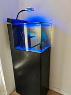 Waterbox peninsula 25, Dieren en Toebehoren, Vissen | Aquaria en Toebehoren, Ophalen, Plant(en), Steen of Hout