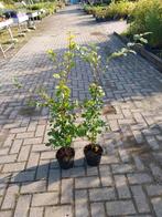 Beukenhaag Bladhoudend - Jonge Planten in Pot, Bloeit niet, Halfschaduw, Overige soorten, Minder dan 100 cm