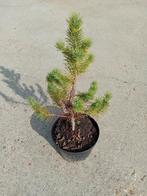 Pinus Pinea, Tuin en Terras, Planten | Bomen, Volle zon, Lente, 400 cm of meer, Overige soorten