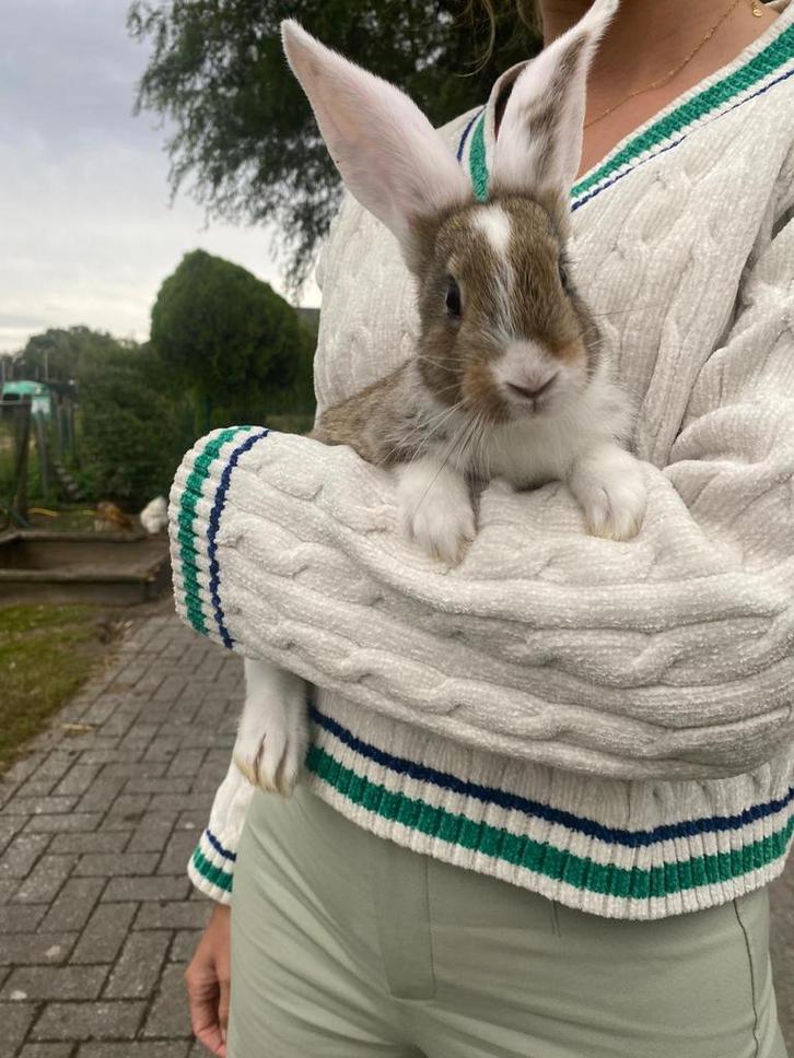 9 super mooie vlaamse reuzen te koop, Dieren en Toebehoren, Konijnen, Groot, Meerdere dieren, Hangoor