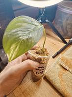 Monstera lechleriana var, Ophalen of Verzenden