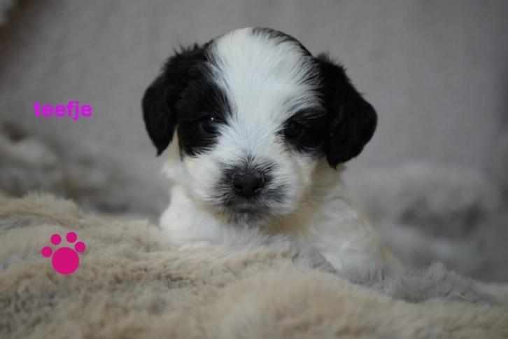 Kleine boomer pups, kruising maltipoo., Dieren en Toebehoren, Honden | Chihuahua's en Gezelschapshonden, Meerdere dieren, Overige rassen
