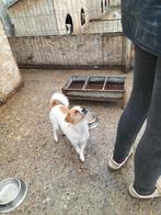 kleine Maya ter adoptie!, Dieren en Toebehoren, Honden | Niet-rashonden, Particulier, Rabiës (hondsdolheid), Reu, 1 tot 2 jaar