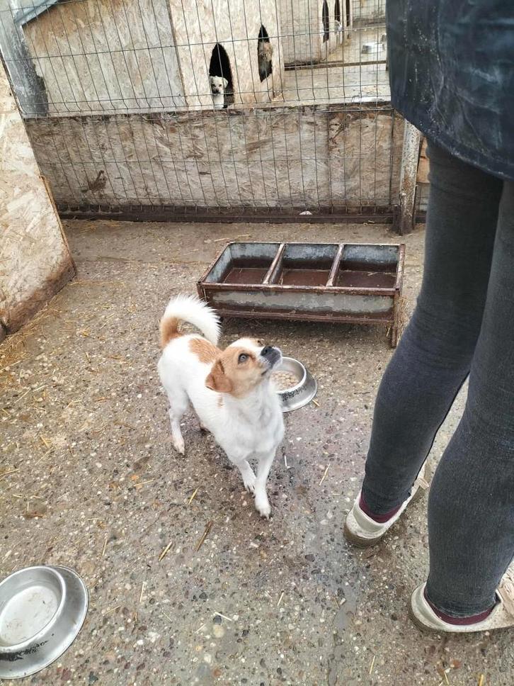 kleine Maya ter adoptie!, Dieren en Toebehoren, Honden | Niet-rashonden, Klein, Reu, Particulier, Eén hond, Buitenland, 1 tot 2 jaar