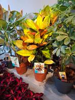 Croton Iceton, Overige soorten, In pot, Minder dan 100 cm, Groene kamerplant