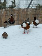 Overjarig vrouw roodhalsgans, Dieren en Toebehoren, Vrouwelijk, Eend