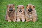 Chow Chow pups te koop, Dieren en Toebehoren, Rabiës (hondsdolheid), Meerdere, 8 tot 15 weken, Meerdere dieren