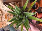 Agave Reginae, Huis en Inrichting, Overige soorten, Minder dan 100 cm, Groene kamerplant, Halfschaduw