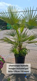 Chamerops humelis palm winterhard., 100 tot 250 cm, Zomer, Palmboom, Ophalen