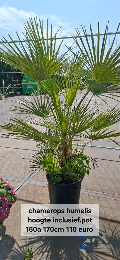 Chamerops humelis palm winterhard., Tuin en Terras, Planten | Bomen, Palmboom, 100 tot 250 cm, Volle zon, Zomer, Ophalen
