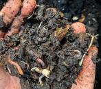 Tijgerwormen / compostwormen (per 1 ltr) 🪱, Tuin en Terras, Aarde en Mest, Overige typen, Ophalen