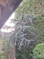Cedrus atlantica gluca pendula   treur - ceder blauwe grijs, Tuin en Terras, Planten | Bomen, Halfschaduw, Overige soorten, 250 tot 400 cm