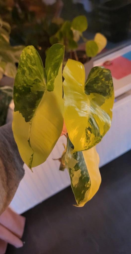 philodendron burl marx variegata stekken, Huis en Inrichting, Kamerplanten, Minder dan 100 cm, Halfschaduw, Ophalen of Verzenden