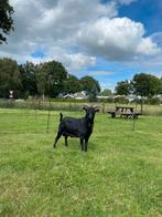 Te koop dwerg bok en geiten, Dieren en Toebehoren, Schapen, Geiten en Varkens, Meerdere dieren, Geit