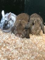 Gecastreerde rammen | Dwergkonijnen | Gezonde konijnen, Mannelijk, Dwerg, 0 tot 2 jaar