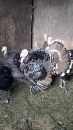 Gezonde jonge kalkoenen per koppel of één koop, Dieren en Toebehoren, Pluimvee, Mannelijk, Kip