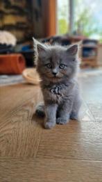 Prachtige kittens neva masquerade/pers x ragdoll, Dieren en Toebehoren, Meerdere dieren