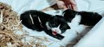 Half Ragdoll kittens, Dieren en Toebehoren, Katten en Kittens | Raskatten | Korthaar, Poes, Ontwormd, 0 tot 2 jaar